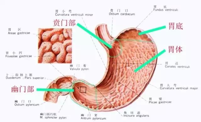 胃你好吗专题精彩开讲医学博士马娟做客第一健康大讲堂